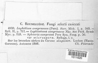 Lophiostoma compressum image